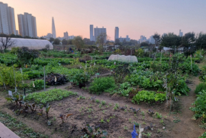 직접 재배하고, 함께 나누자!..송파구 친환경 주말농장 경작자 모집