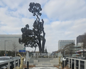 고려의 숨결 품은 ‘천년향’  서초구, ‘서초역 향나무’ 제1호 서초구 향토유산 지정