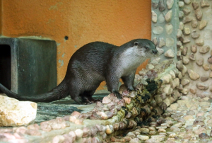 서울대공원, `저희 일본 가요`… 수달 한 쌍 일본 동물원으로
