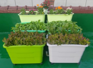 동대문구, 2026년 상자텃밭 756세트 분양…베란다에 ‘나만의 텃밭’