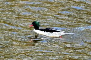 성동구 중랑천에 `호사비오리` 3년 연속 찾아왔다...도심 하천생태복원 성과 입증