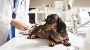 강북구, 반려동물 의료비 덜어주는 `우리동네 동물병원` 운영