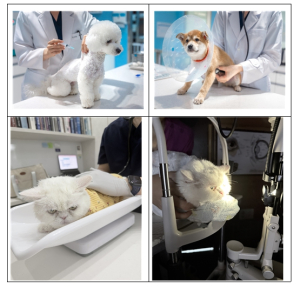 소중한 멍냥이가 아프지 않도록, 서울시 취약계층 반려동물 의료비 지원