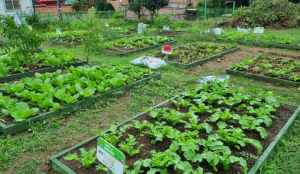 도심 속 초록 일구는 강북 도시농업 체험장 텃밭 분양