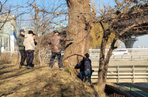 강남구, 탄천 등 생태하천 `위험 수목` 일제 정비…태풍·집중호우 대비
