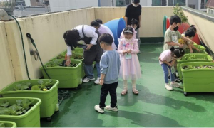 집에서도 텃밭 가꾼다... 금천구, 상자텃밭 830세트 보급