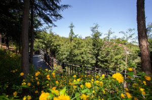 은평구, 봉산 무장애숲길 9.8km 조성…책쉼터·치유센터 연계 복합힐링공간 마련