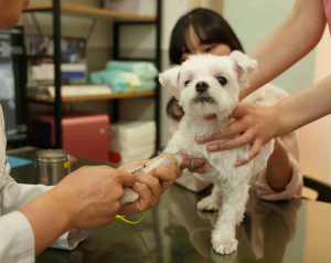성동구, 취약계층 반려동물 위해 `우리동네 동물병원` 운영… 최대 50만 원 지원