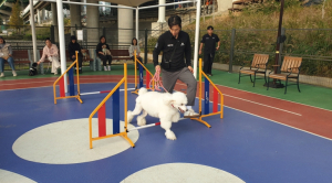 금천구, 반려견과 ‘동네방네 Happy하개’... 반려동물 문화교실 운영