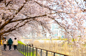 구로구 안양천·도림천 제방길, 올해도 벚꽃 명소로...개화 앞두고 정비 완료