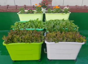 구로구, 2026년 `상자텃밭` 분양 접수