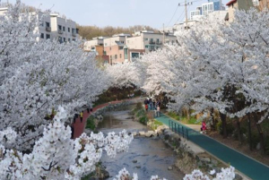 서울시, 총 251km 구간에 펼쳐지는 4개 테마 ‘서울 봄 꽃길 175선’ 선정