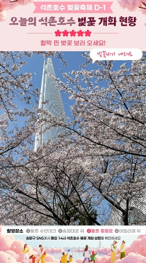 석촌호수 벚꽃 지금은?…송파구, 벚꽃 개화 카운트다운 SNS 중계 시작!