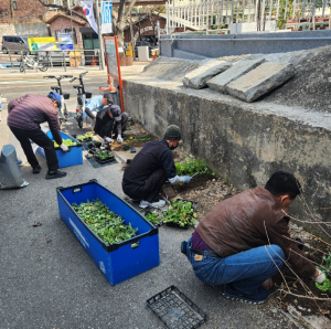 성북동, 봄맞이 거리 정비·꽃 식재로 쾌적한 마을 조성