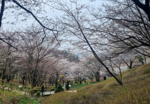2026 서대문 봄빛축제 ˝쓰레기 없는 친환경 꽃길 걸어요˝