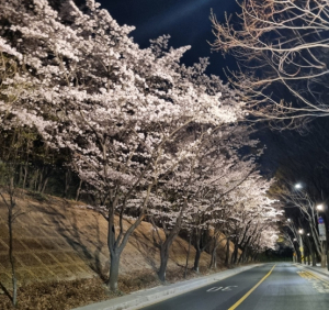 “밤마저 아름다운 서초의 봄”서초구, 여의천·도구머리공원 벚꽃길 야간조명 밝힌다!