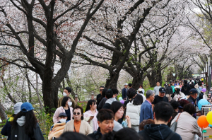 동대문구, 봄꽃길에 10만 인파 모였다…트로트축제·봄꽃축제 성황