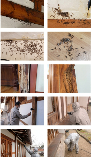 ˝한옥 `흰개미 방제` 5월까지 신청하세요˝…서울시, 맞춤방제로 피해 차단