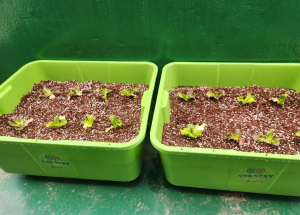 ˝만 원으로 가꾸는 미니 텃밭!˝ 동작구, 상자텃밭 600세트 분양