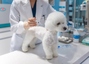서울시, 반려동물과의 안전한 산책 위해 광견병 예방접종 꼭 하세요