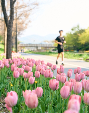 강동구 고덕천, 튤립 꽃길 활짝…도심 속 힐링 산책길로 주목