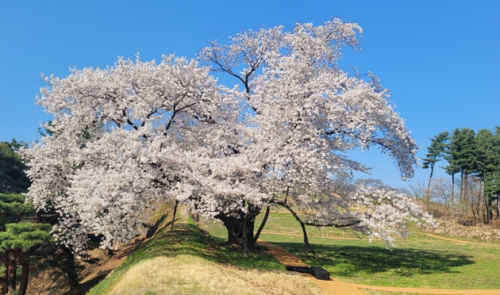 광진구, 방문객 1만명 다녀간 아차산성 첫 임시개방 ‘성황리 마무리’