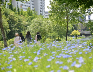물길 따라 달리고, 꽃길 따라 걸어요~노원, 하천변 특화 정원으로 걷기 좋은 도시 완성도 높인다