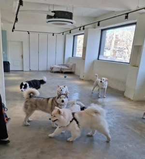 장기 외출에도 걱정 없이...양천구, 반려동물 최대 10일 위탁보호 지원