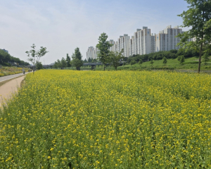 노란 물결 출렁이는 안양천... 금천구, 4000㎡ 유채꽃밭 조성