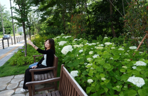 쓰레기 더미 공터가 인생샷 성지로! 성북구 개운산 수국길 화제