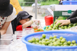 매실 익고 정 익고…창2동 초안산 매실축제 성황