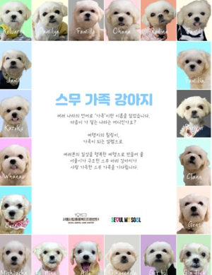 여행의 힐링이 가족이 되는 설렘으로, 서울시 구조 강아지 20마리 공개 입양