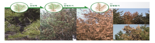 서울시, 소나무재선충병 확산 차단 총력…관계기관 협력 강화