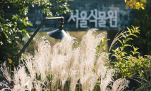 서울식물원, 가을꽃 흩날리고 희귀식물은 새롭게… 다채로운 가을 정원 선보여