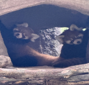 서울대공원 새끼 레서판다 쌍둥이‘마루·마롱’시민 공개